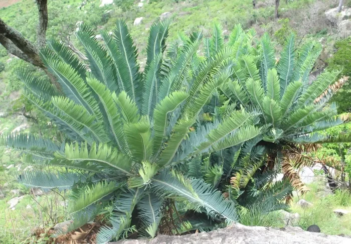 Encephalartos munchii (SEME GERMINATO)