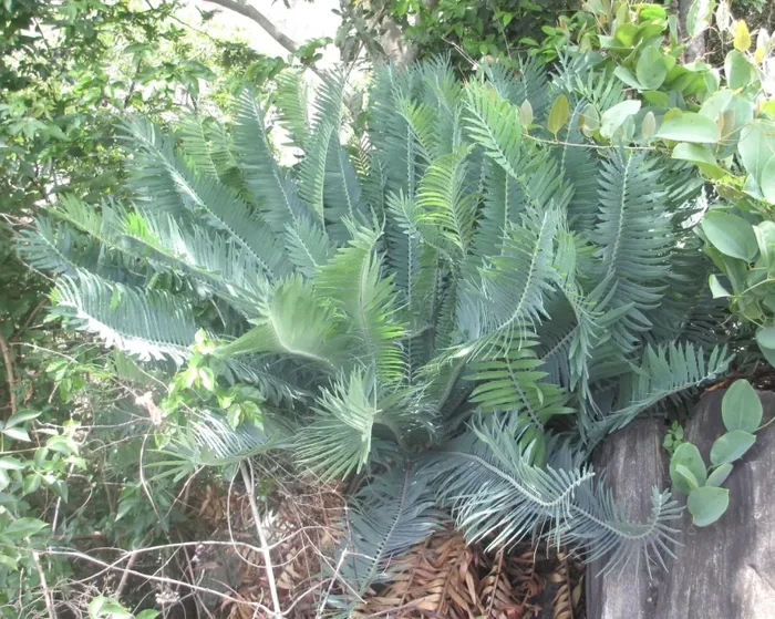 Encephalartos munchii (SEME GERMINATO) - immagine 2