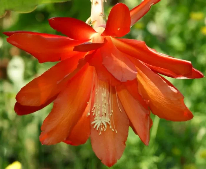 Epiphyllum oxypetalum cv KING ORANGE (orange flower)