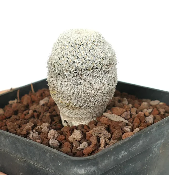 Epithelantha bokei Vendita calda