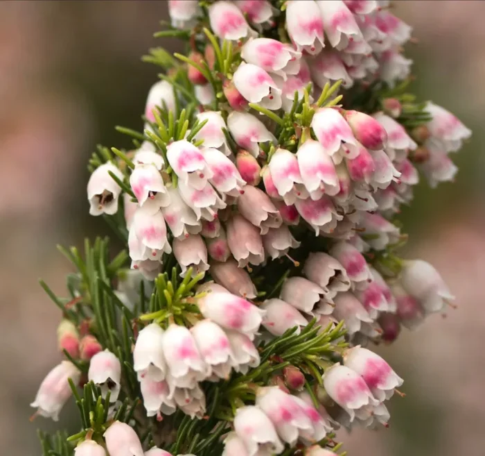 Erica arborea 40-80cm