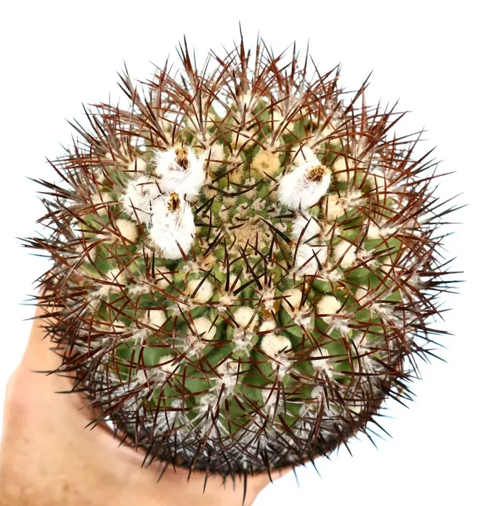 Eriosyce ceratistes ssp. combarbalensis 17QX