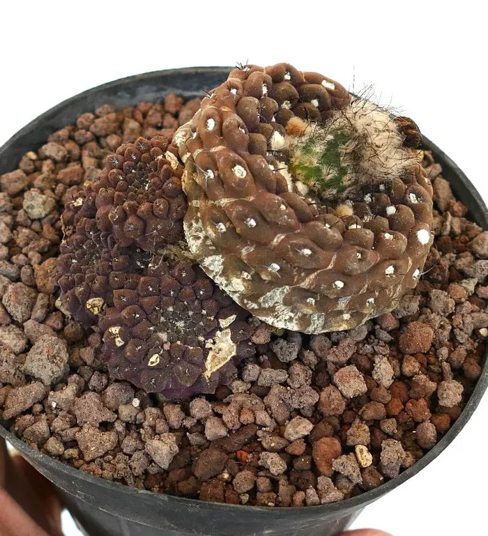 Eriosyce esmeraldana MULTIHEADS 12/18