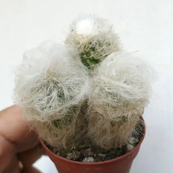 Espostoa melanostele (full pot) AA101