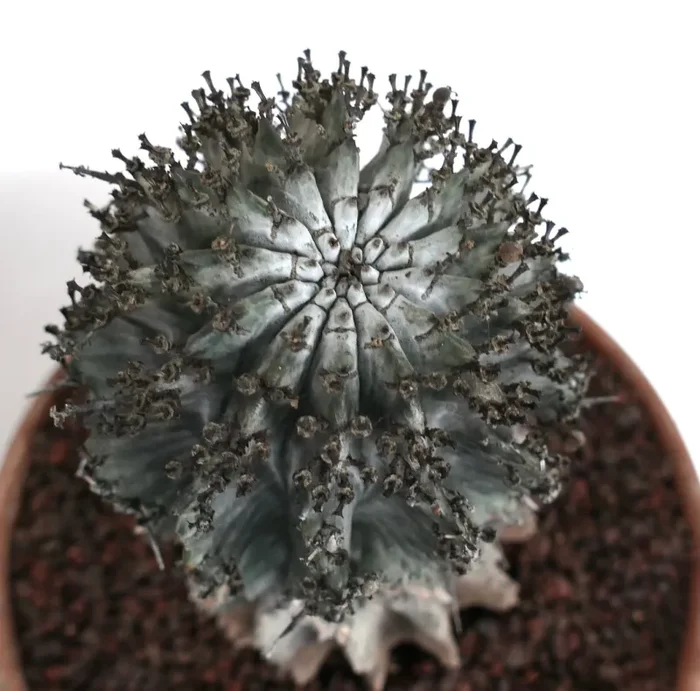 Euphorbia horrida cv. SNOW FLAKES
