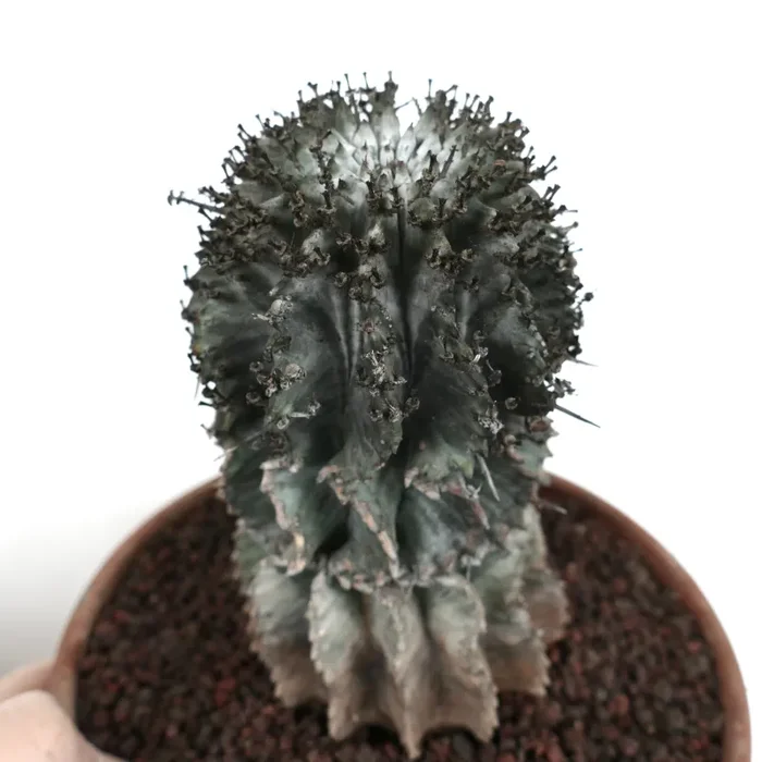 Euphorbia horrida cv. SNOW FLAKES - immagine 2