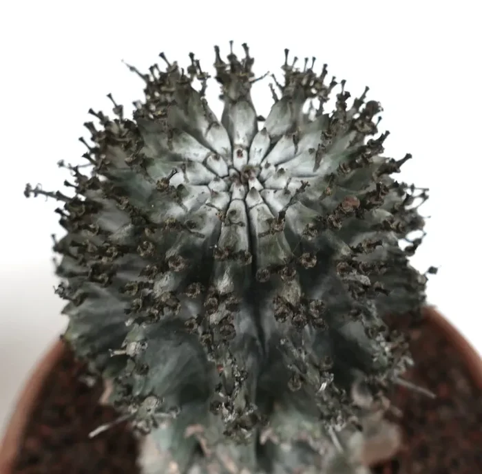 Euphorbia horrida cv. SNOW FLAKES - immagine 3