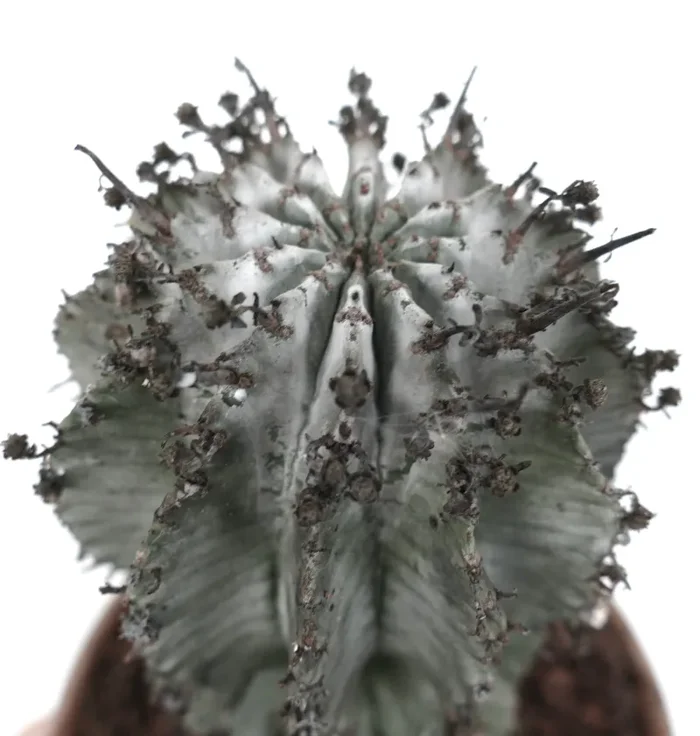 Euphorbia horrida cv. SNOW LEOPARD