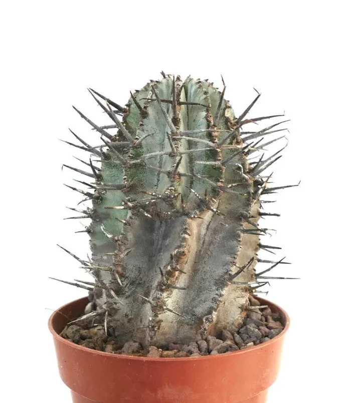 Euphorbia horrida SNOW FLAKES CCAB Moda