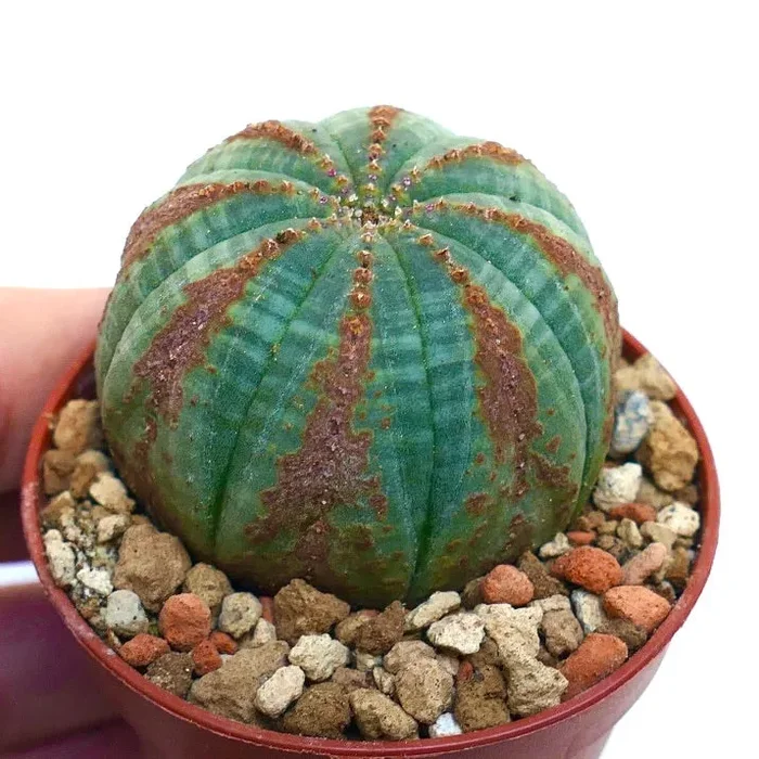 Euphorbia obesa BROWN ARROWS Vendita online