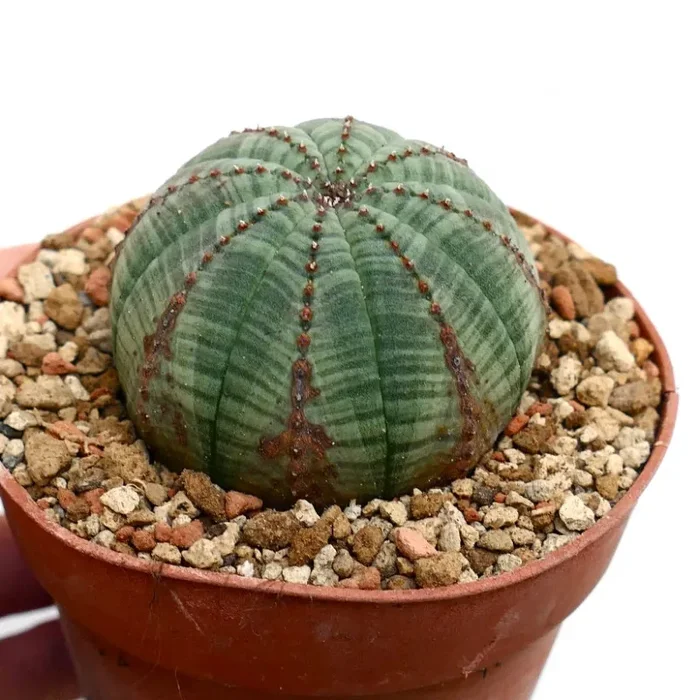 Euphorbia obesa BROWN LINES & MARKS Saldi
