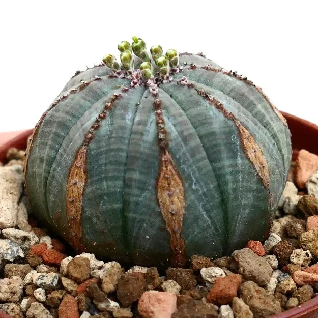 Euphorbia obesa BROWN MARKS