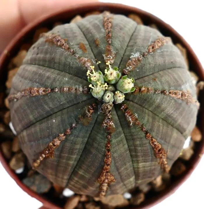 Euphorbia obesa BROWN MARKS ON RIBS COP8