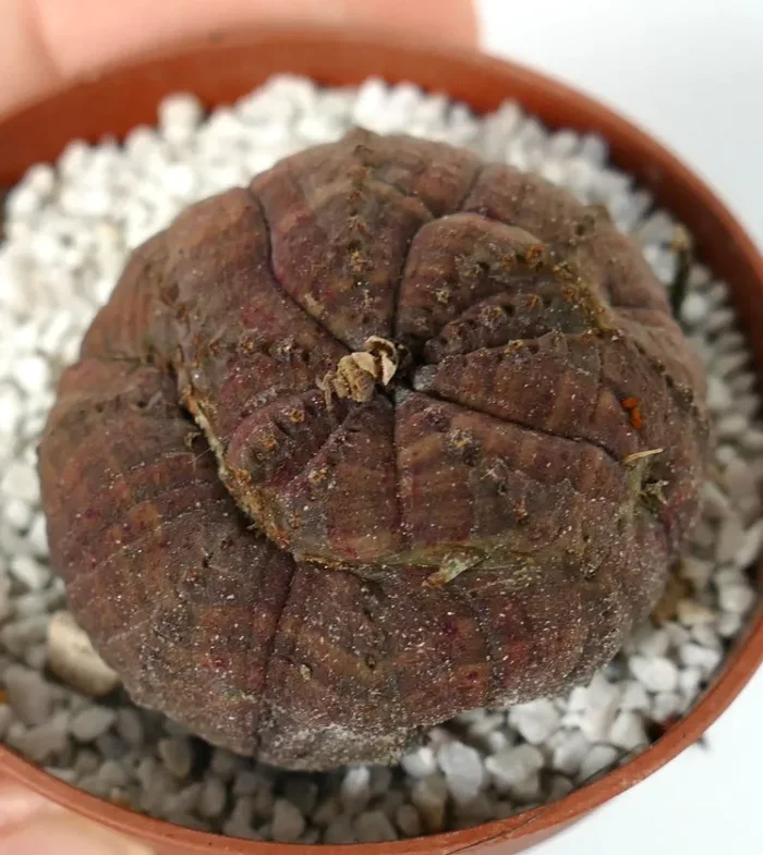 Euphorbia obesa DARK-BROWN CRAZY APEX