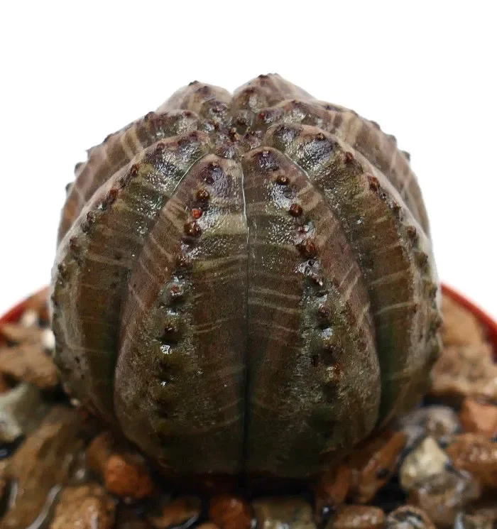 Euphorbia obesa DARK GRAY 00K2 Vendita online