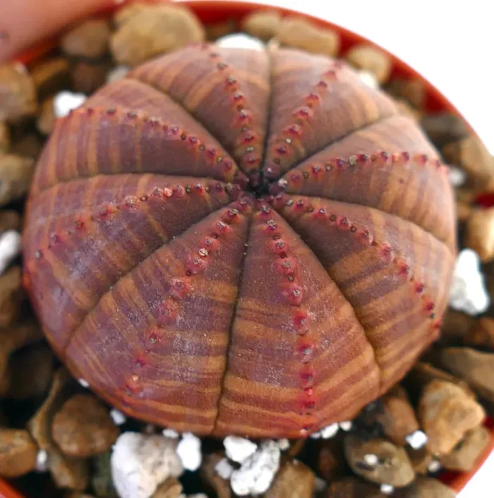 Euphorbia obesa DARK-RED PINK HY8
