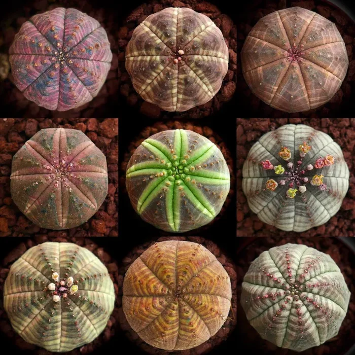 Euphorbia obesa SEEDS