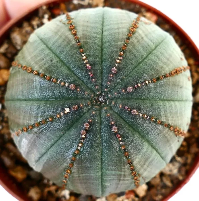 Euphorbia obesa