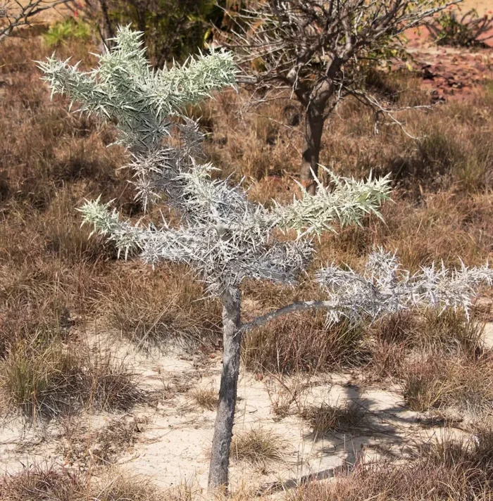 Euphorbia stenoclada (Ambatofinandrahana, Tulear) SEEDS Moda