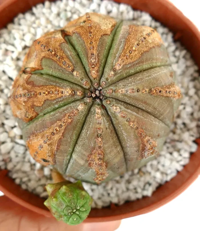 Euporbia obesa BROWN SPINES - immagine 2
