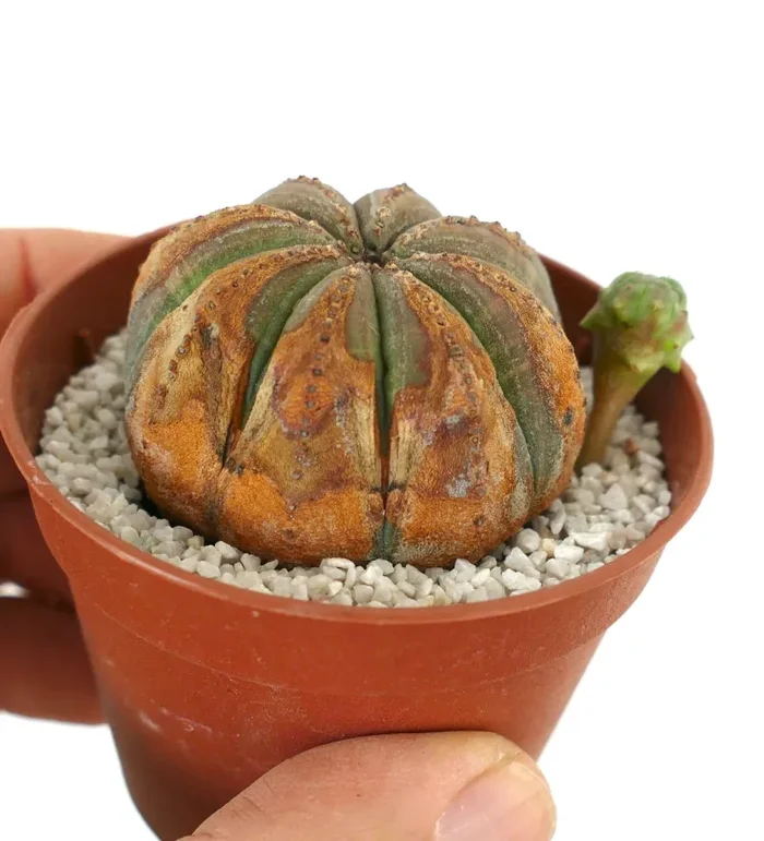 Euporbia obesa BROWN SPINES - immagine 3