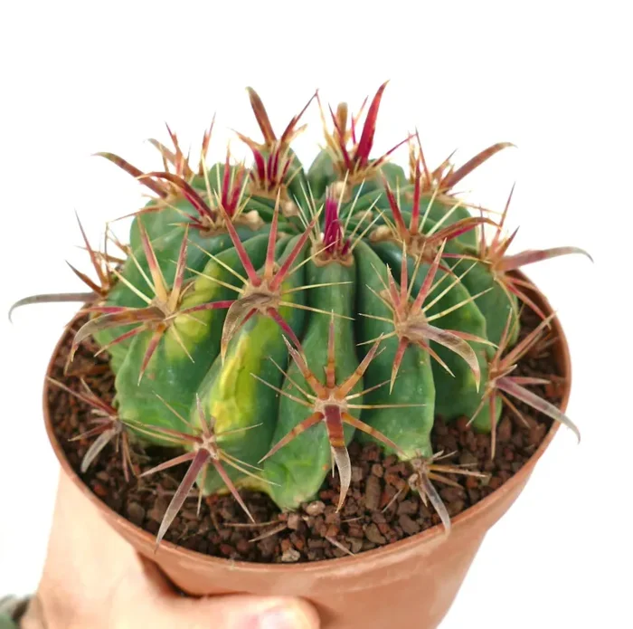 Ferocactus latispinus VARIEGATED