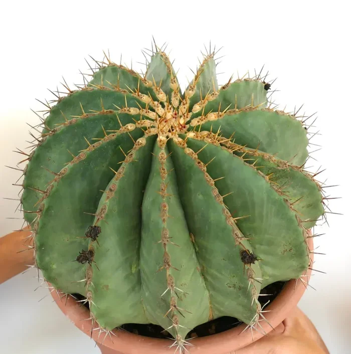 Ferocactus pottsii GIANT SPECIMEN Vendita online