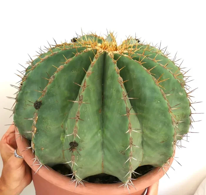 Ferocactus pottsii GIANT SPECIMEN Vendita online - immagine 2
