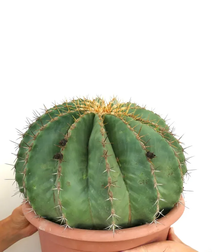 Ferocactus pottsii GIANT SPECIMEN Vendita online - immagine 3
