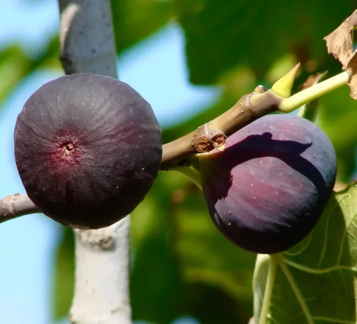 Ficus carica cv SAN MANGO Vendita online