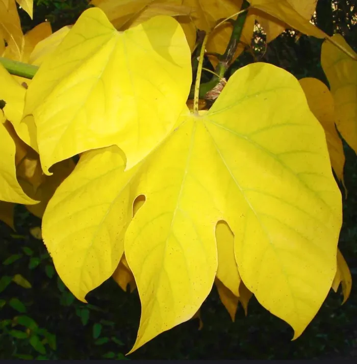 Firmiana simplex In saldo