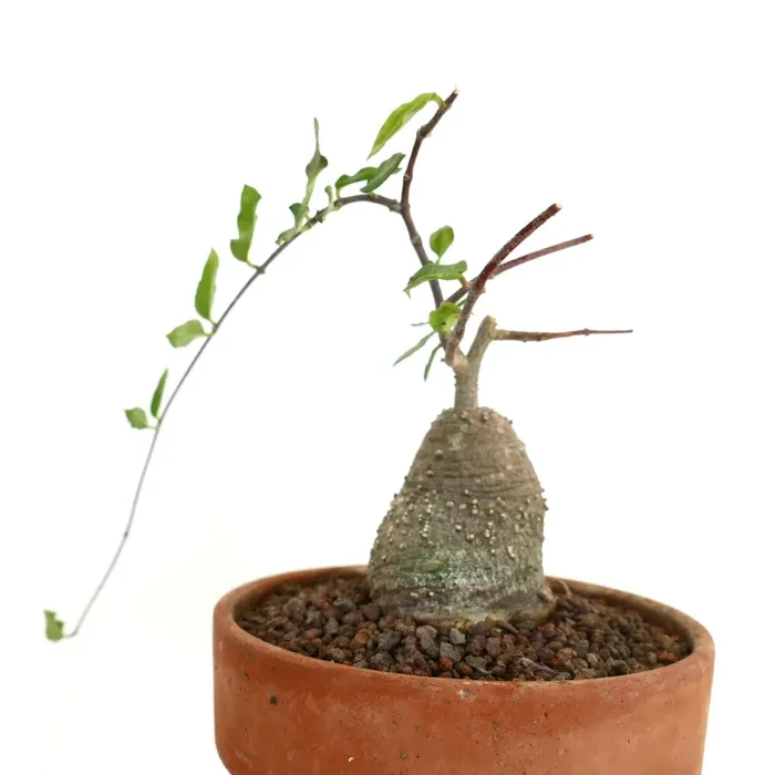 Fockea edulis Fornitura