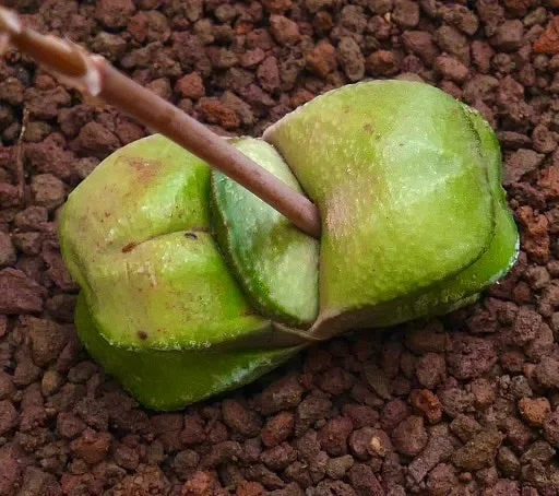 Gasteria armstrongii cv. ‘Maafushi’ Vendita calda