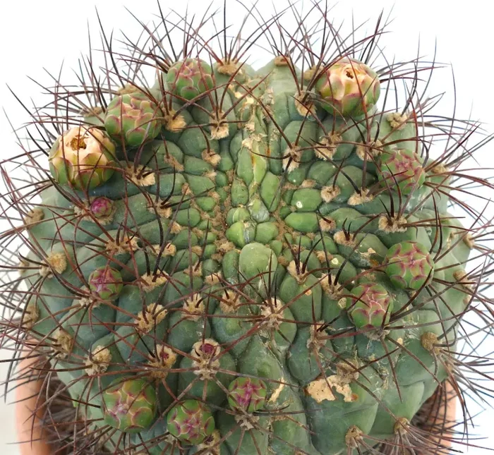 Gymnocalycium saglionis DICHOTOMIC APEX EXTRA BIG 20S - immagine 2
