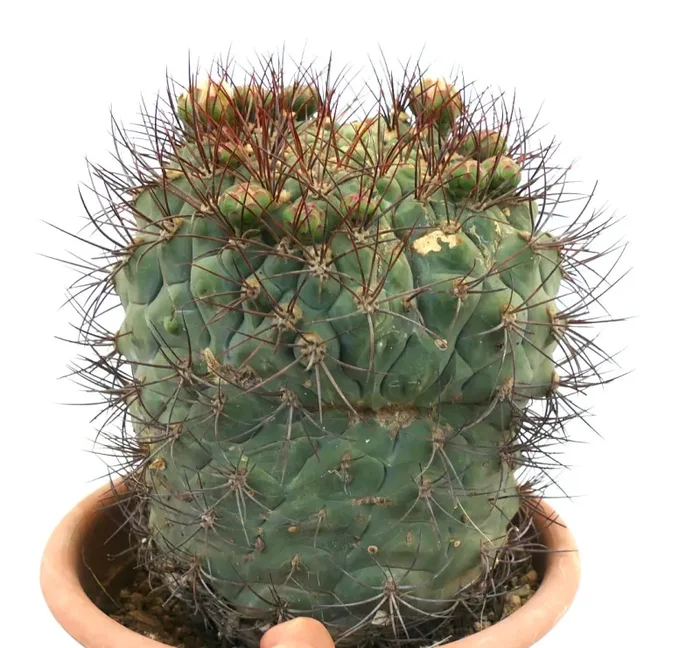 Gymnocalycium saglionis DICHOTOMIC APEX EXTRA BIG 20S - immagine 3