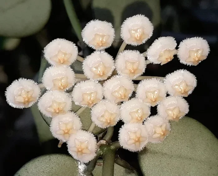 Hoya krohniana