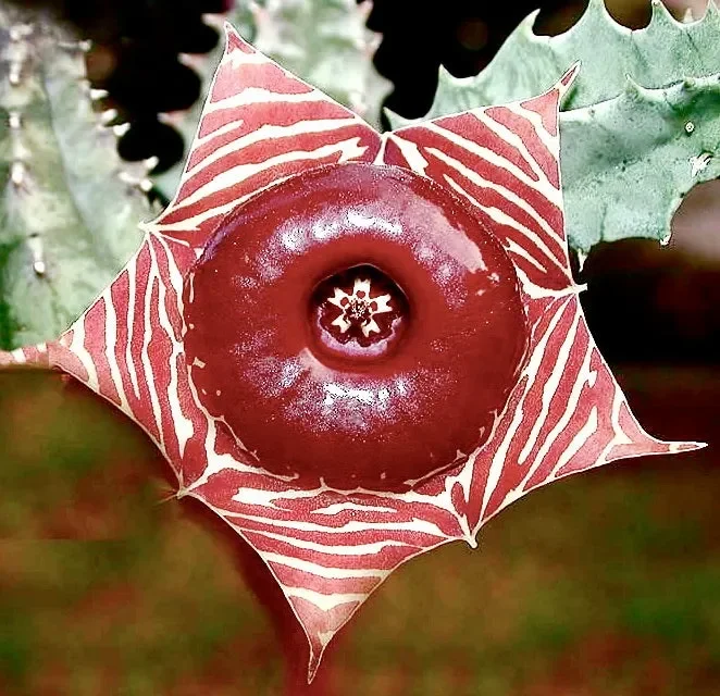 Huernia zebrina SEMI