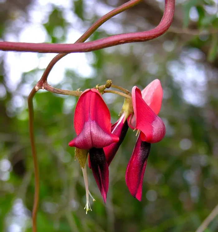 Kennedia rubicunda Vendita calda online