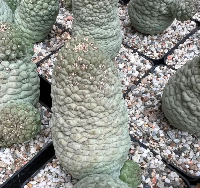 Larryleachia cactiformis (syn Trichocaulon cactiforme) SEEDS Vendita online