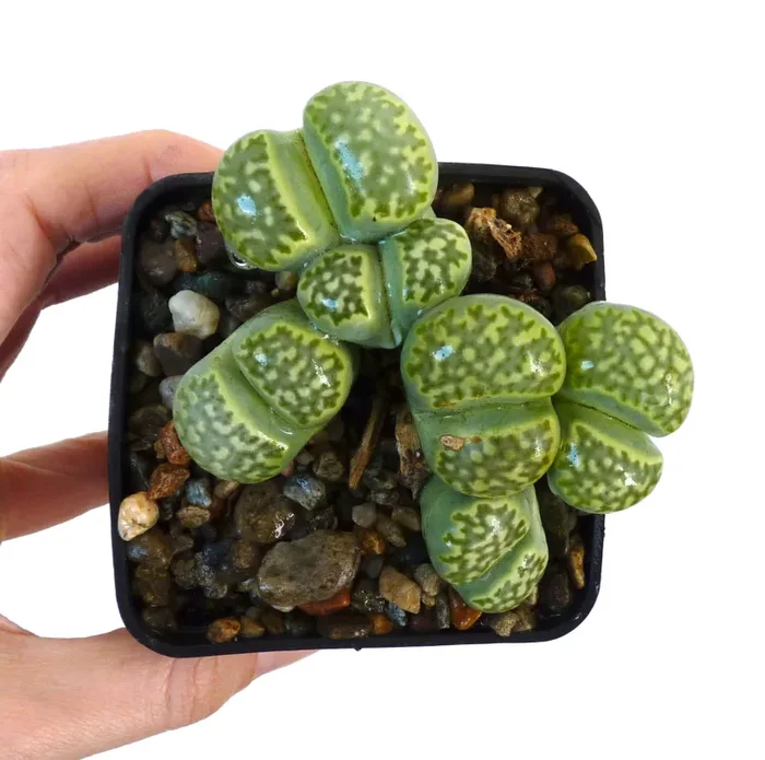 Lithops julii v. fulleri ‘Fullergreen’ C056A SEEDS