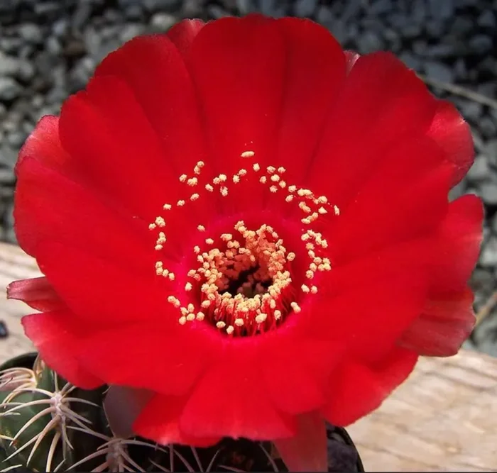 Lobivia cinnabarina var. grandiflora SEMI Online