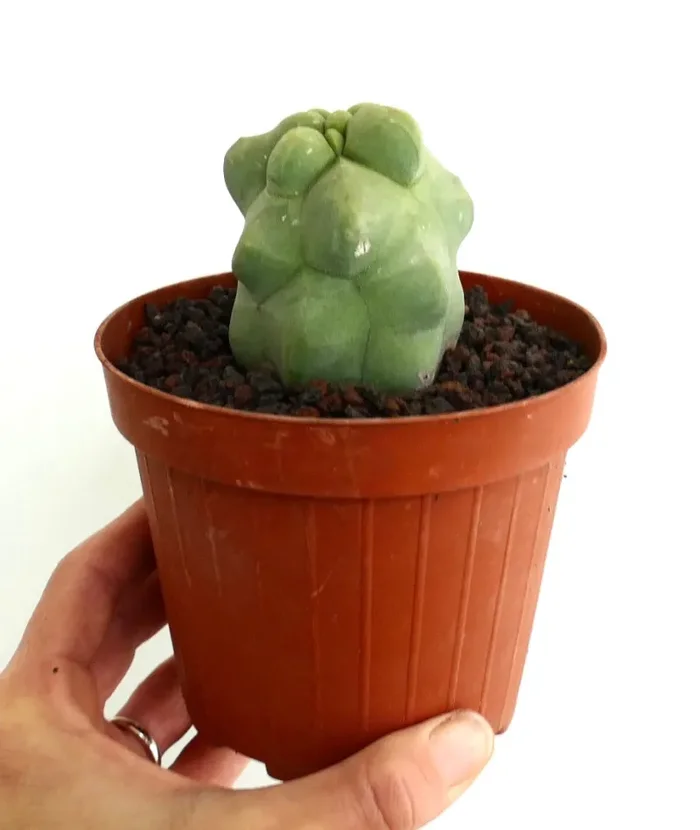 Lophocereus schottii monstruosus cv MAJOR