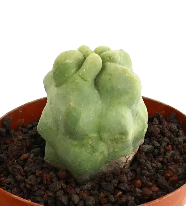 Lophocereus schottii monstruosus cv MAJOR - immagine 3