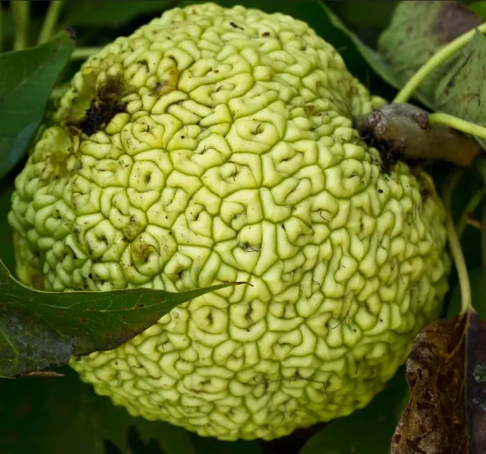 Maclura pomifera Online