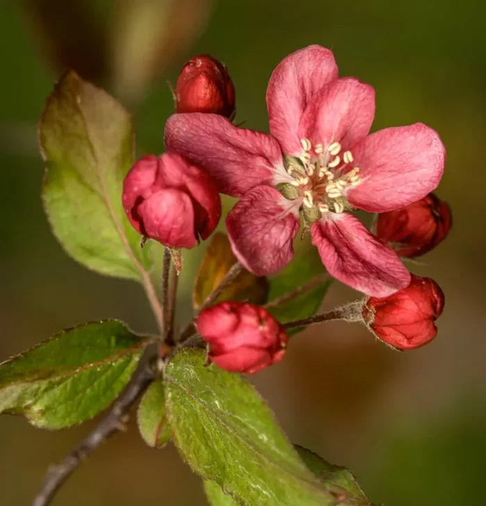 Malus purpurea cv “ELEYI”