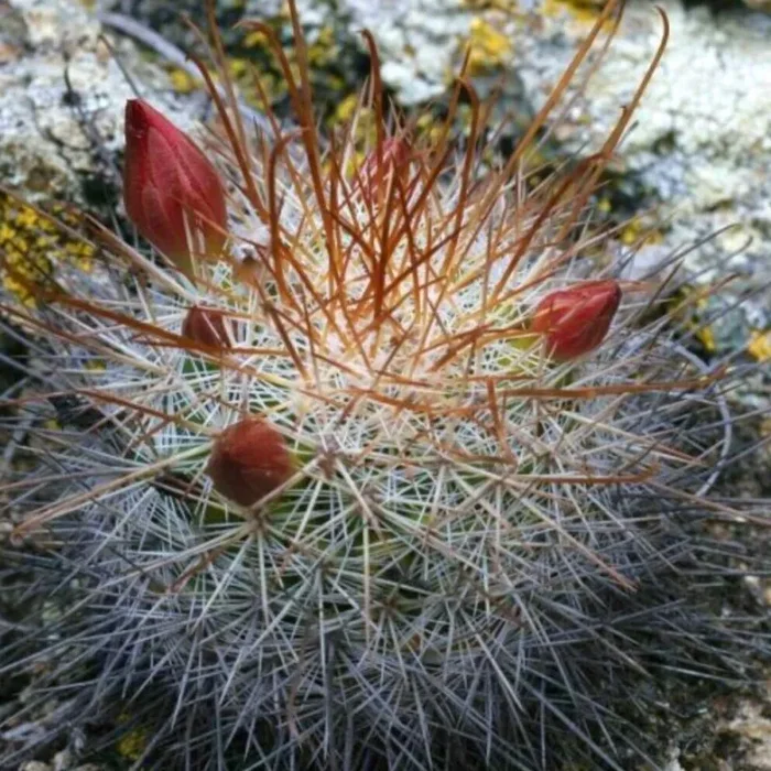 Mammillaria albrechtiana (Mártir Quiechap) SEMI