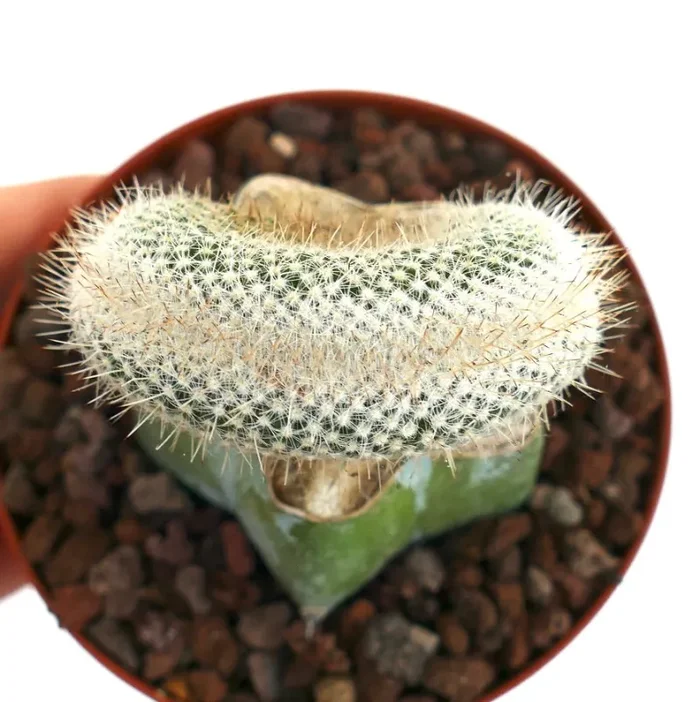 Mammillaria haageana CRESTED 8A Sconti