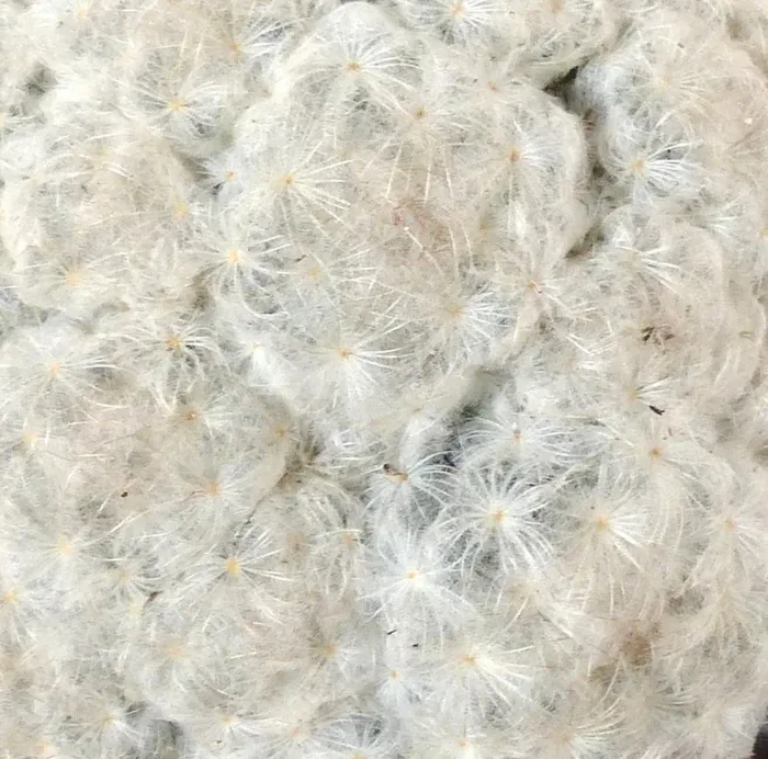Mammillaria plumosa SEEDS