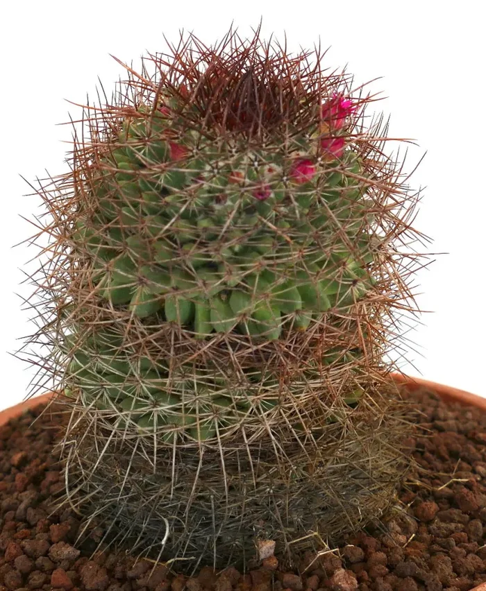 Mammillaria xochipilli (San Jose del Oro) Sconti