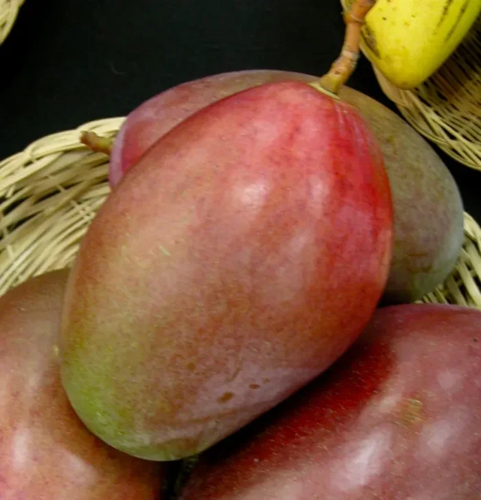 Mangifera indica cv OSTEEN